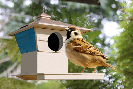 Bird House