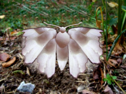 Moth In Flight