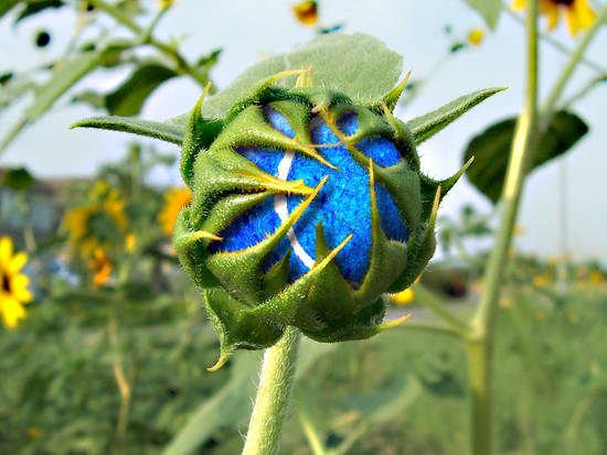 Tennis Flower