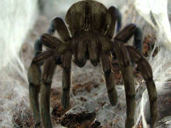 Tarantula