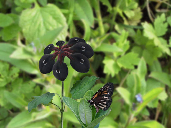 Flower & Butterfly