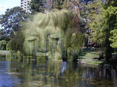 A weeping willow