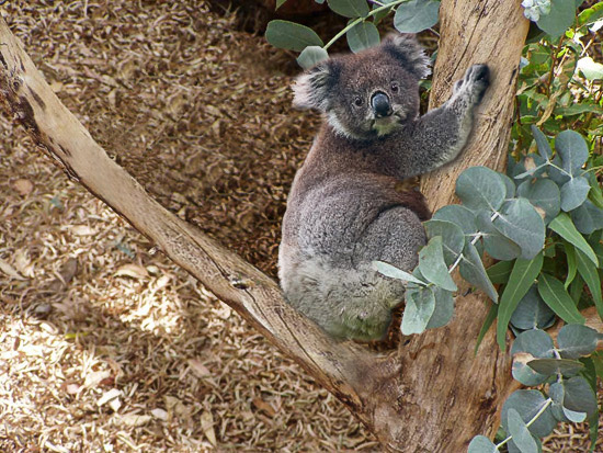 Koala