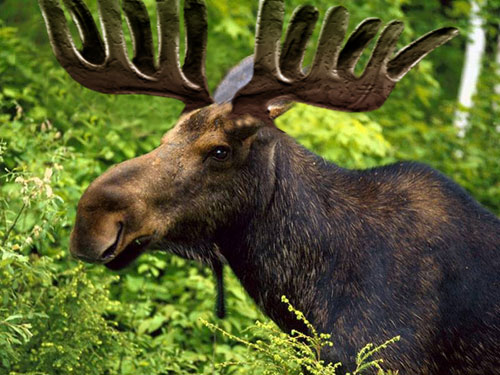 Moose