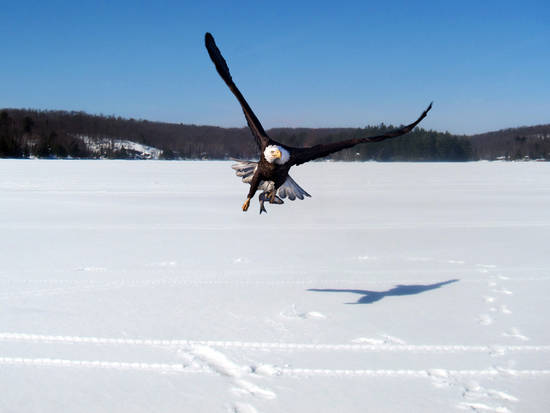 Eagles flight home