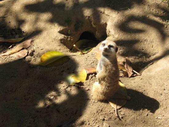 Fearless Meerkat