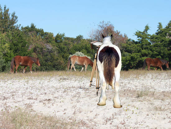 SAY HAY!