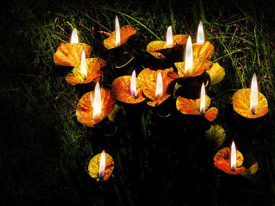 Nature Candles