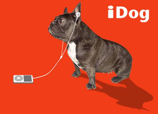 iDog