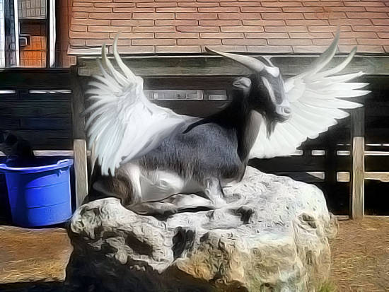 FLYING GOAT