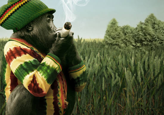 RASTA MONKEY