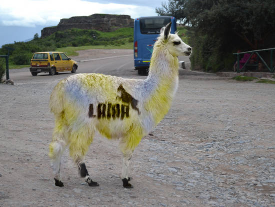 lama sports