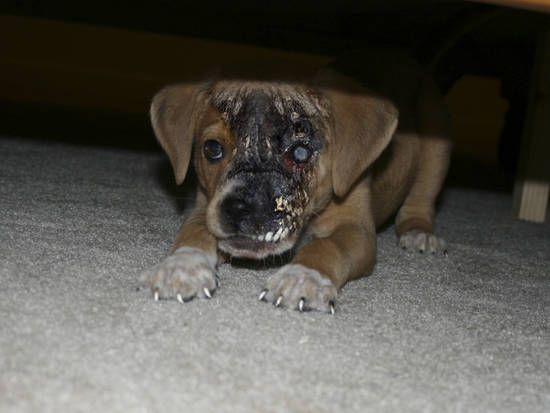 Evil Pup Under The Bed