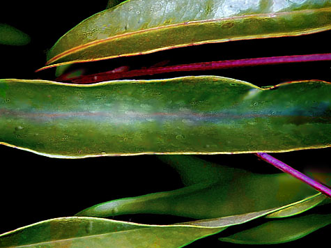 Leaves