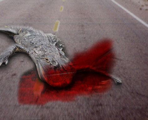 Florida Road Kill