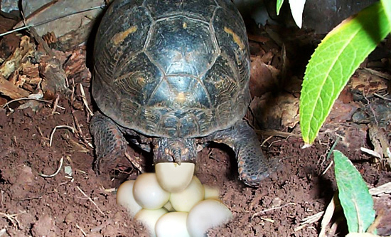 Turtle eggs