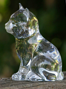 Glass Cat Fever