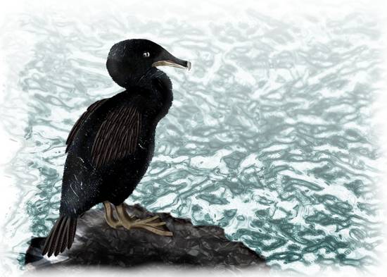 Shag on a Rock