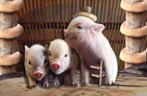 Three Little Pigs