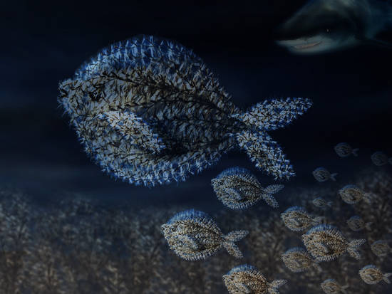 Puffer Fish With Young