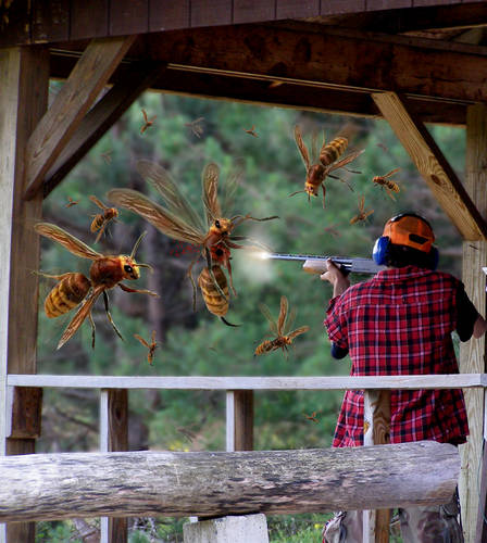  ~ Giant Hornet Attack ~