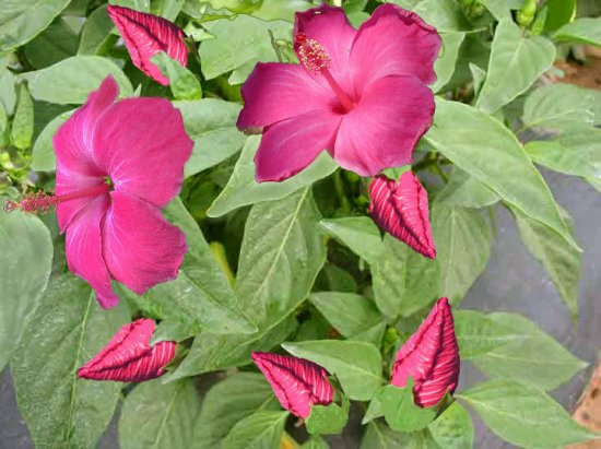 Hot Hibiscus