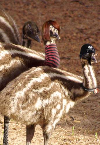 EMO EMU CHICKS