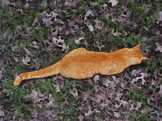 Orange Cat