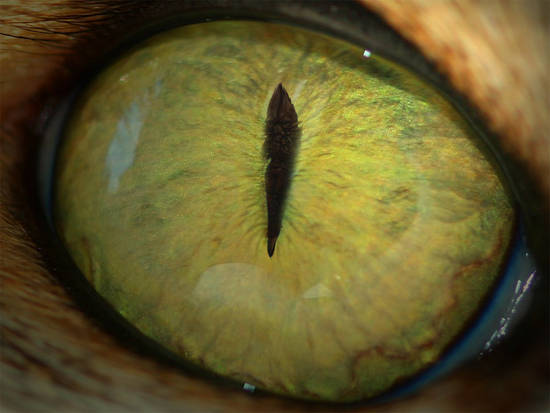 dragonfly in eye