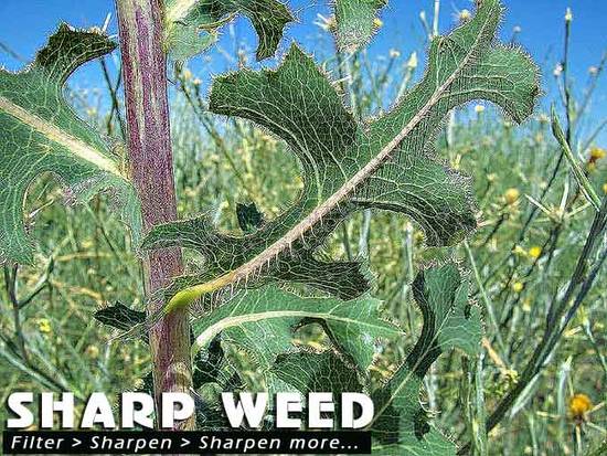 Sharp Weed