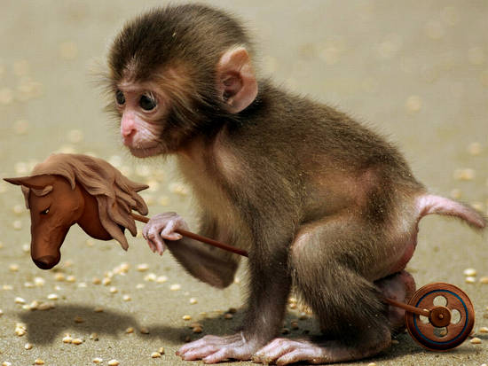 Monkey Play Time