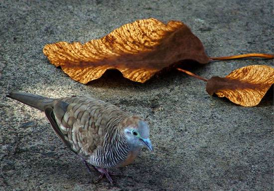 Fallen Leaves