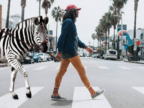 Zebra Crossing