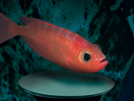 Fish on a pedestal