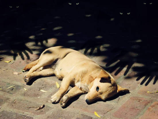 Spooked Puppy