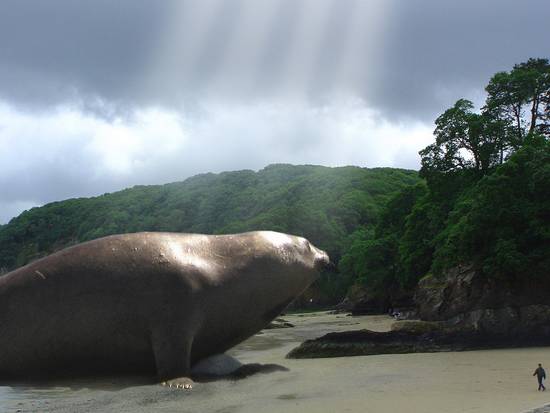 Large Seal