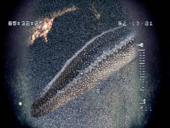 ROV CAPTURES NESSY