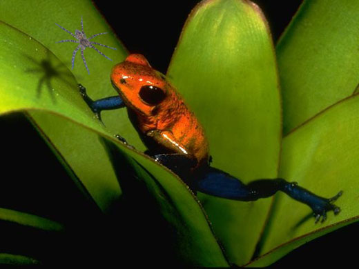  Wood Spider