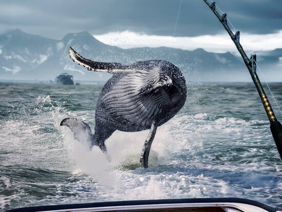 Baby Humpback 