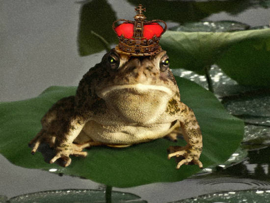 Royal Frog