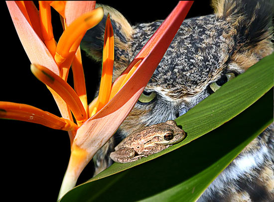 Owl looking the frog