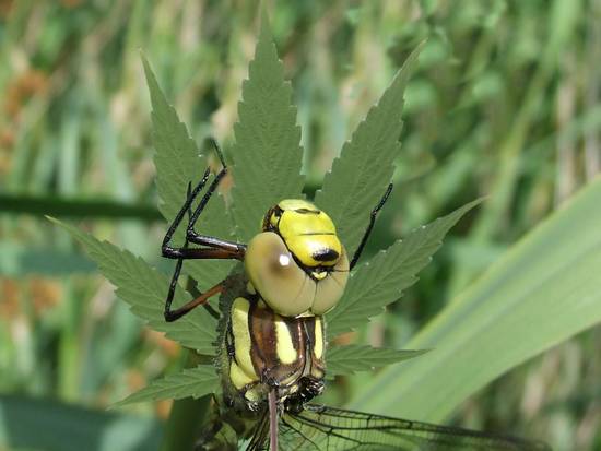 Cannabis Crawler