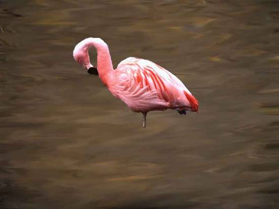 Flamingo In Water