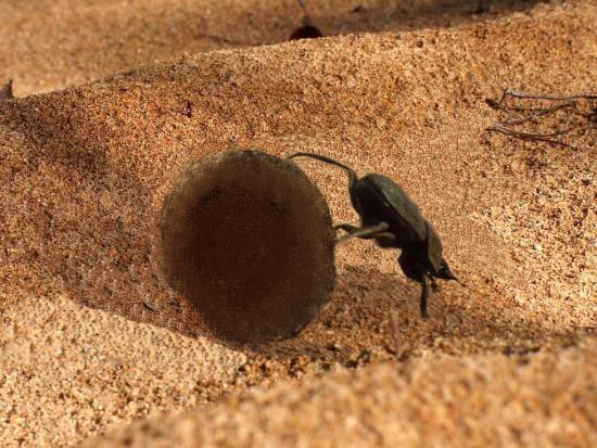 Dung Beetle