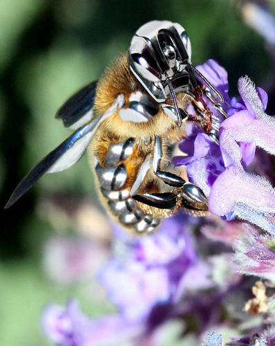  ~ Metal Honey Bee ~