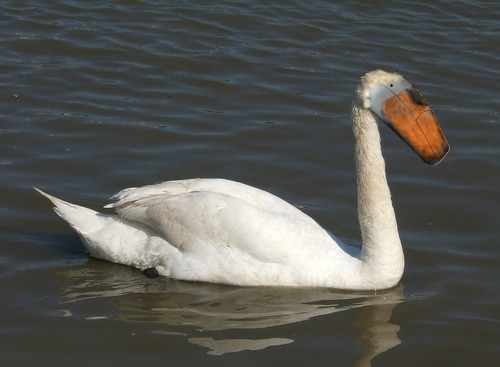 swan