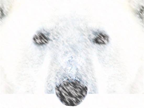 Polar Bear in Snowstorm