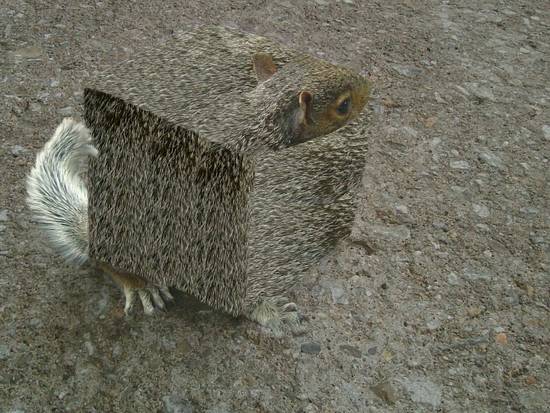 Square Squirrel