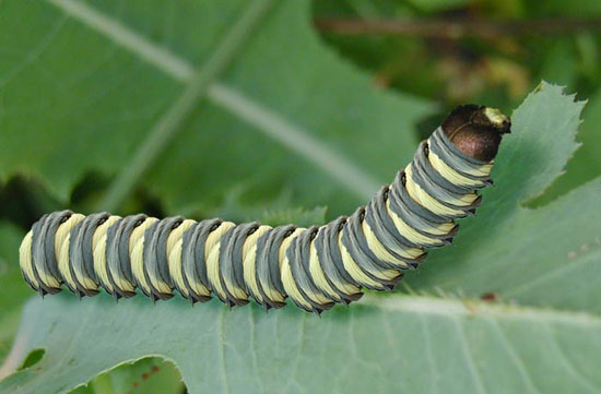 Caterpillar