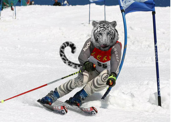 Siberian Tiger Skiing